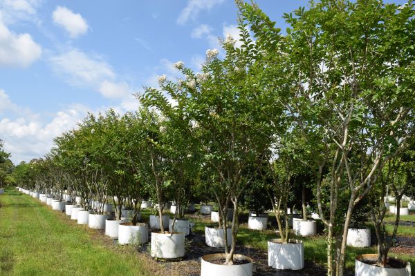 lagerstroemia-fauriei-natchez-japanese-crape-myrtle