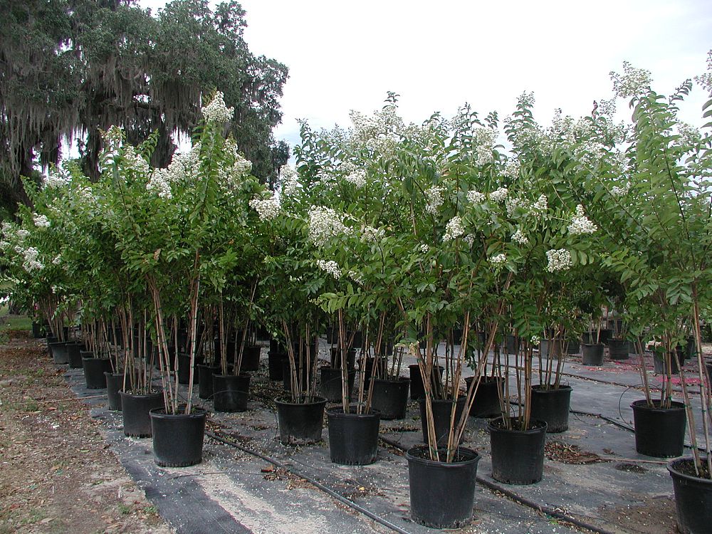 lagerstroemia-fauriei-natchez-japanese-crape-myrtle