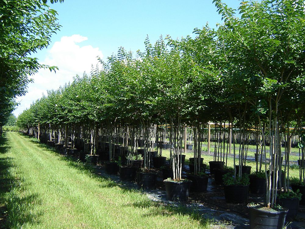 lagerstroemia-fauriei-natchez-japanese-crape-myrtle