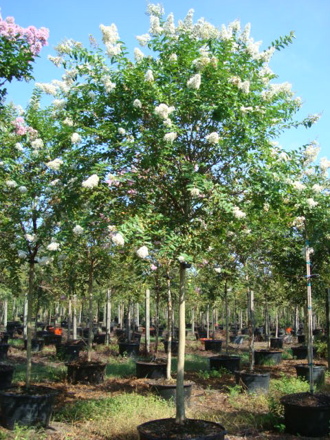 lagerstroemia-fauriei-natchez-japanese-crape-myrtle