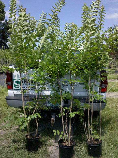 lagerstroemia-fauriei-natchez-japanese-crape-myrtle