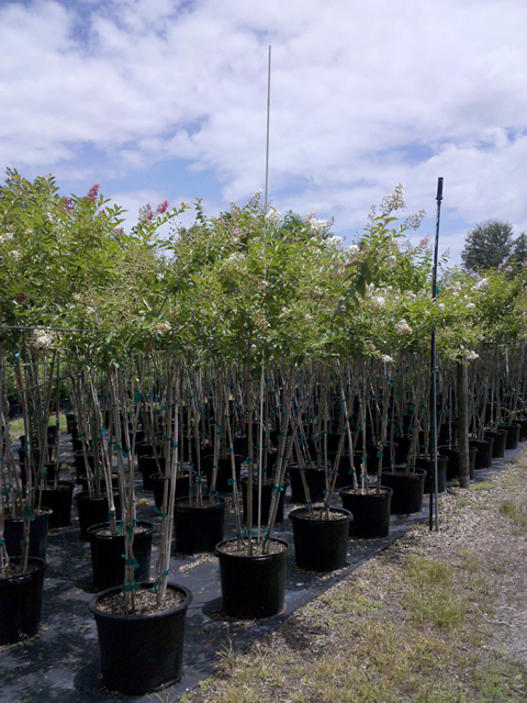lagerstroemia-fauriei-natchez-japanese-crape-myrtle