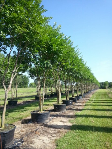 lagerstroemia-fauriei-natchez-japanese-crape-myrtle