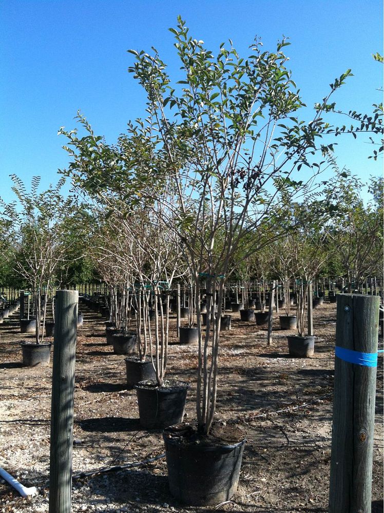 lagerstroemia-fauriei-natchez-japanese-crape-myrtle