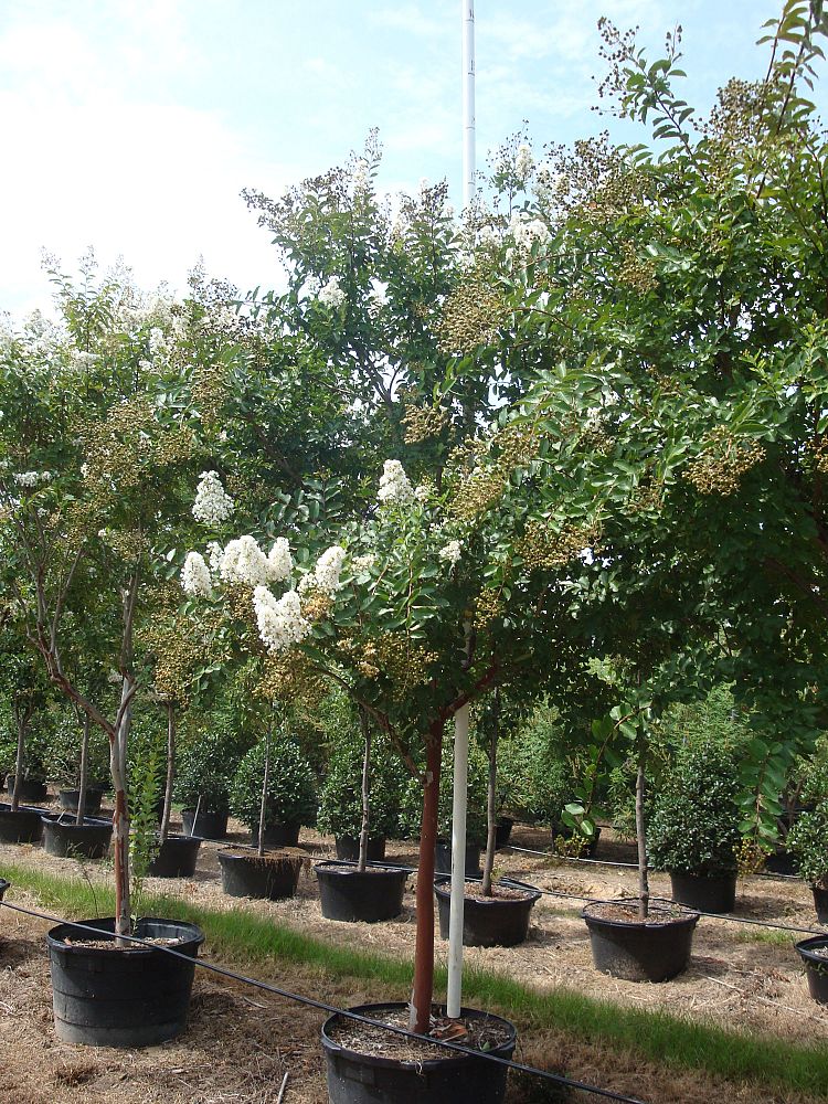 lagerstroemia-fauriei-natchez-japanese-crape-myrtle