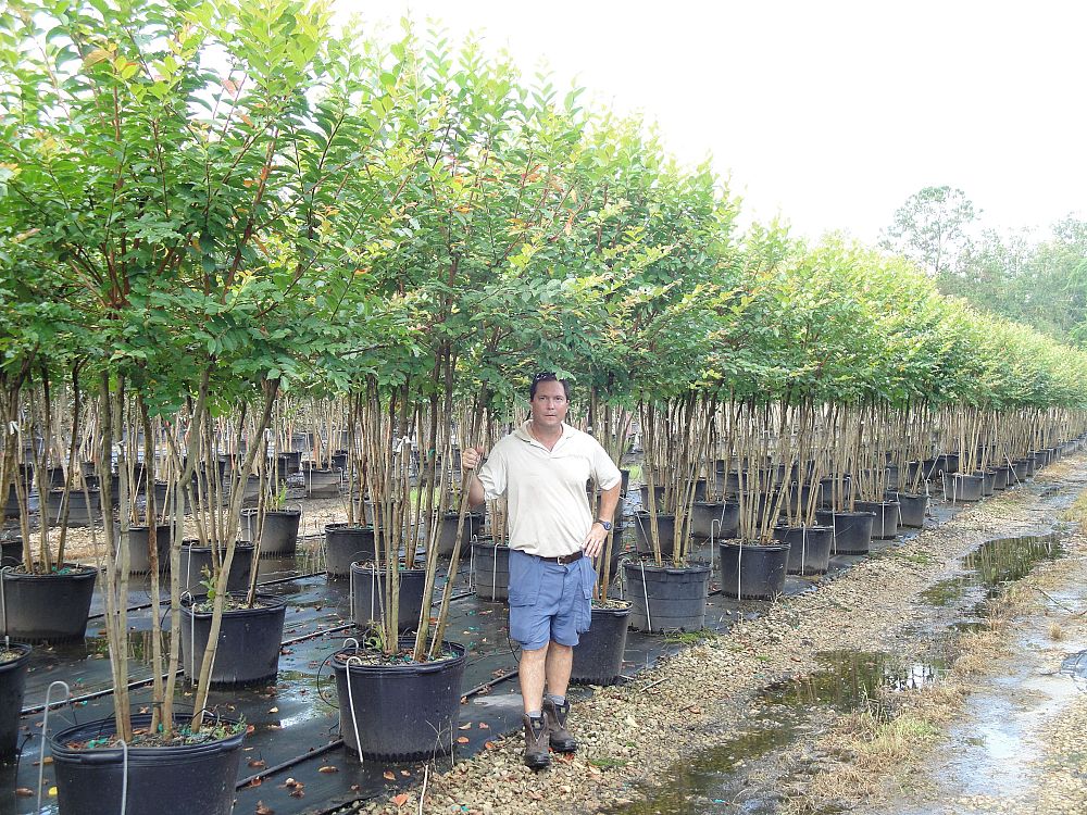 lagerstroemia-fauriei-natchez-japanese-crape-myrtle