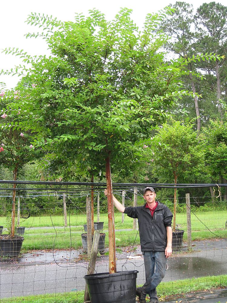 lagerstroemia-fauriei-natchez-japanese-crape-myrtle