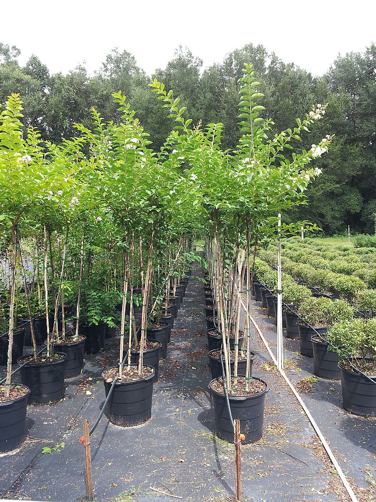 lagerstroemia-fauriei-natchez-japanese-crape-myrtle