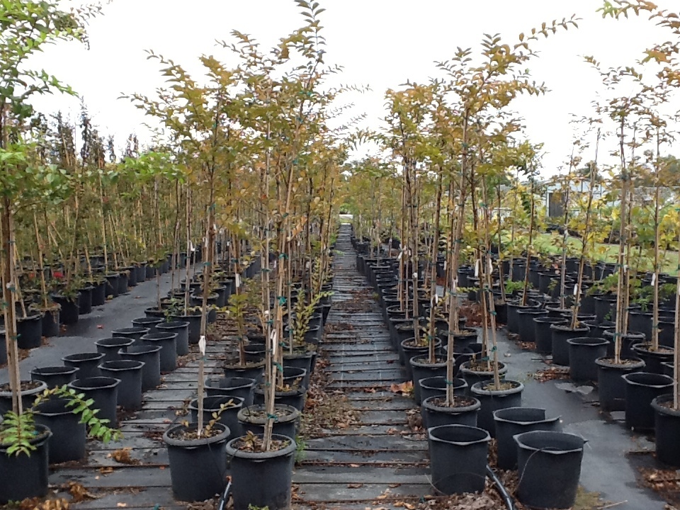 lagerstroemia-fauriei-natchez-japanese-crape-myrtle