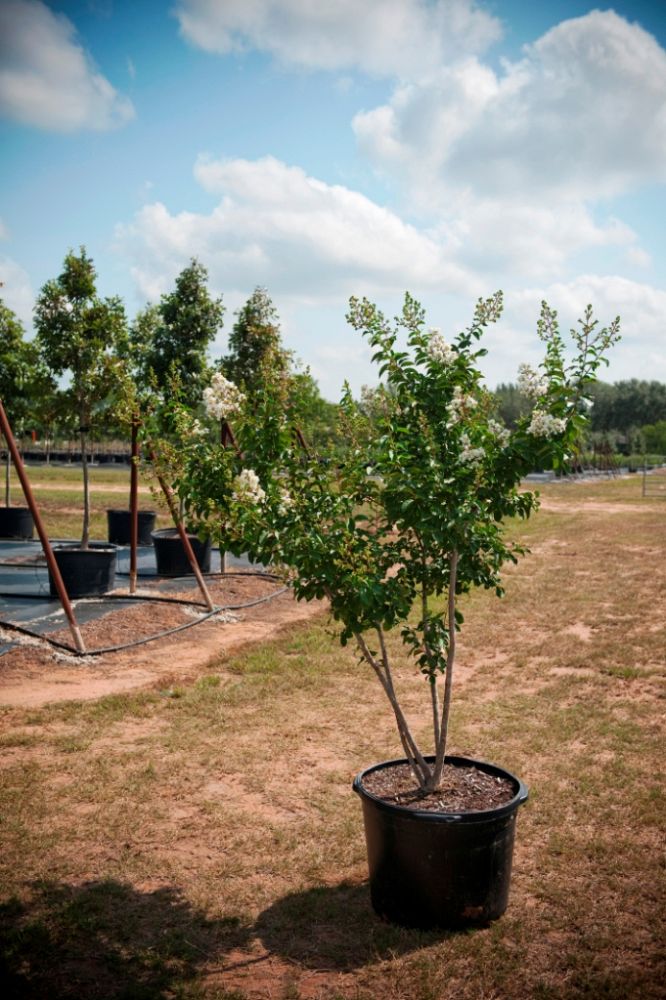 lagerstroemia-fauriei-natchez-japanese-crape-myrtle