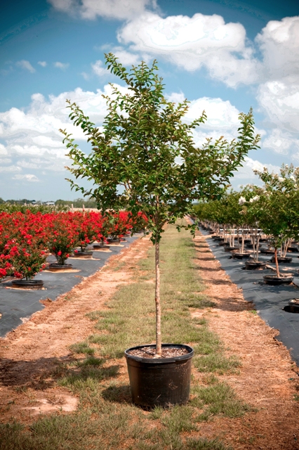 lagerstroemia-fauriei-natchez-japanese-crape-myrtle