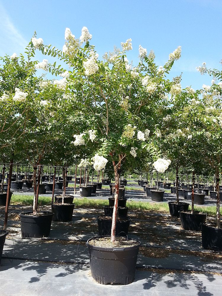 lagerstroemia-fauriei-natchez-japanese-crape-myrtle