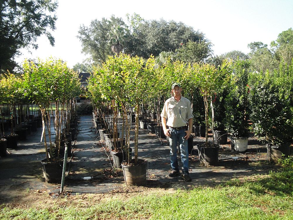 lagerstroemia-fauriei-natchez-japanese-crape-myrtle