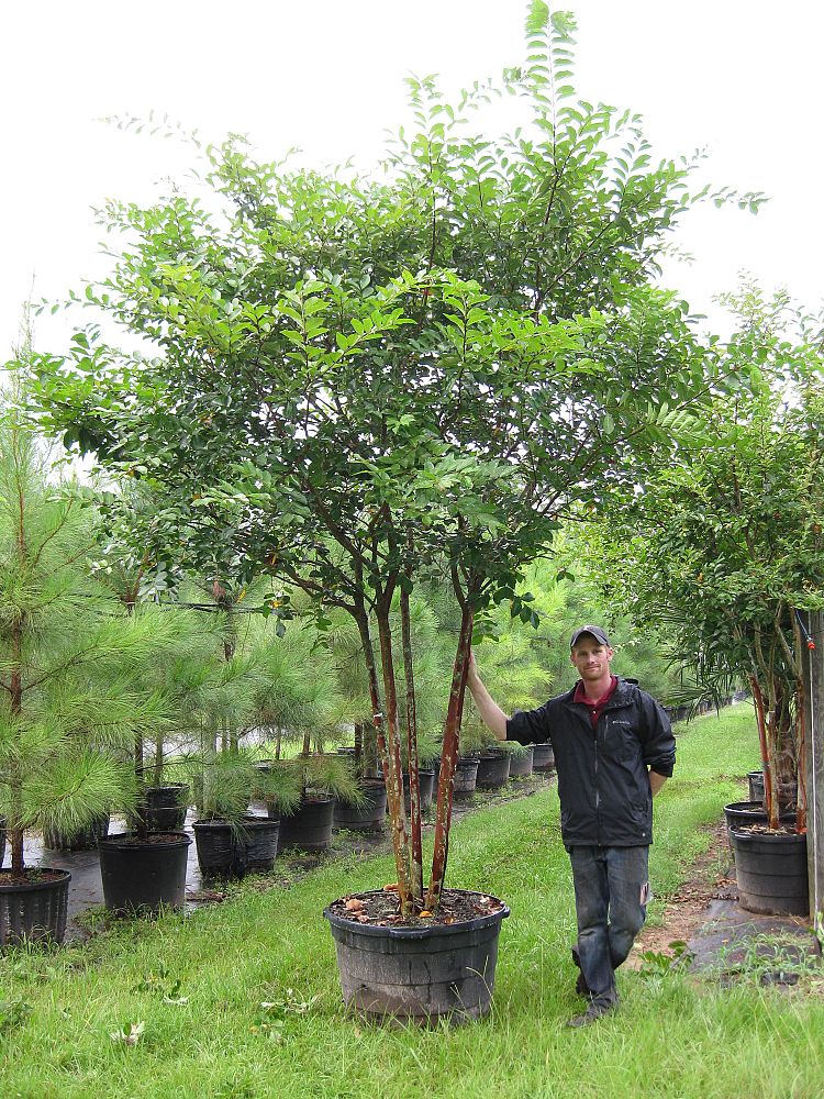 lagerstroemia-fauriei-natchez-japanese-crape-myrtle