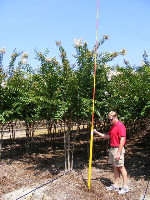 lagerstroemia-fauriei-natchez-japanese-crape-myrtle