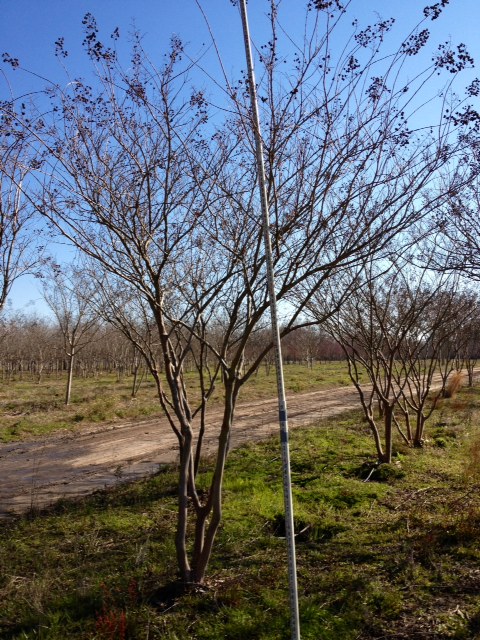 lagerstroemia-fauriei-natchez-japanese-crape-myrtle