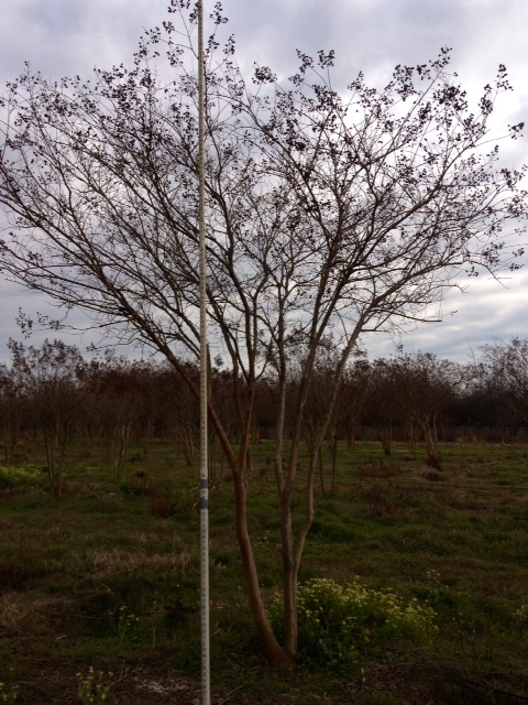 lagerstroemia-fauriei-natchez-japanese-crape-myrtle