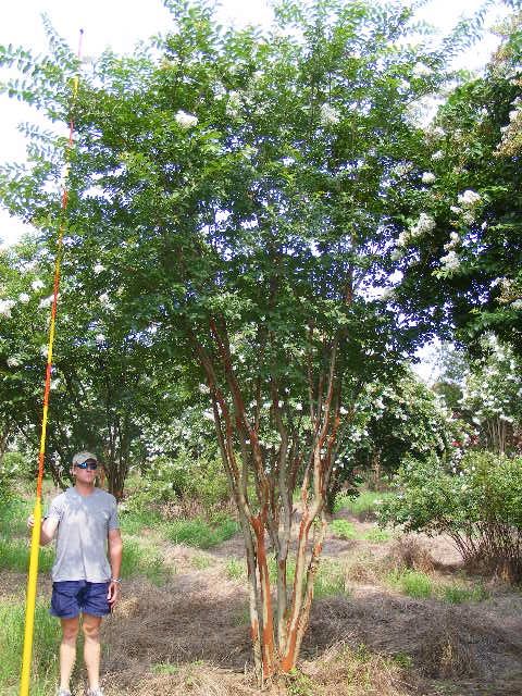 lagerstroemia-fauriei-natchez-japanese-crape-myrtle