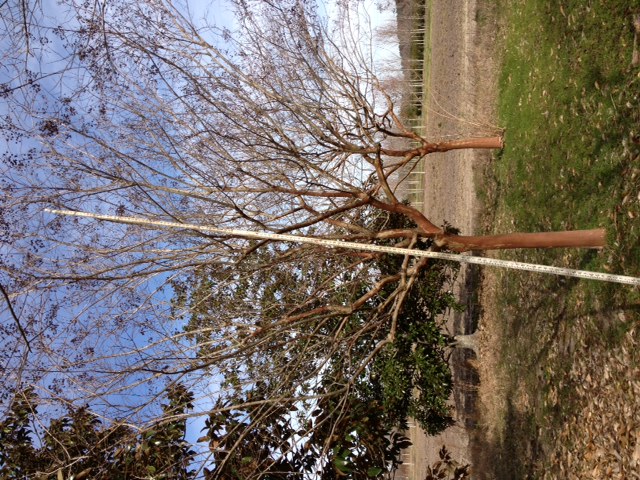 lagerstroemia-fauriei-natchez-japanese-crape-myrtle