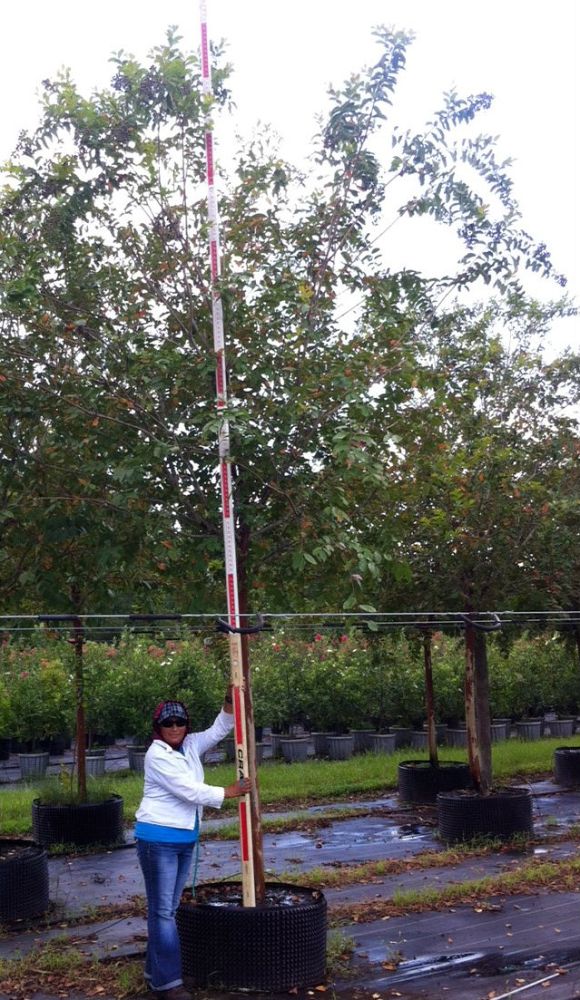 lagerstroemia-fauriei-natchez-japanese-crape-myrtle