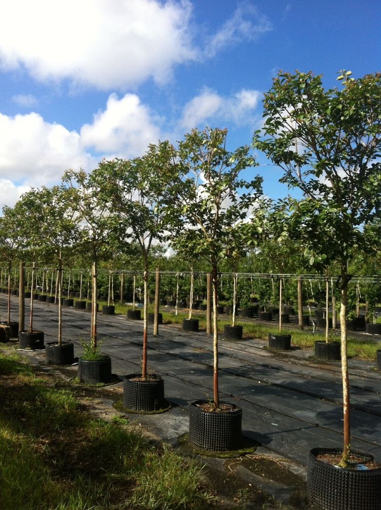 lagerstroemia-fauriei-natchez-japanese-crape-myrtle