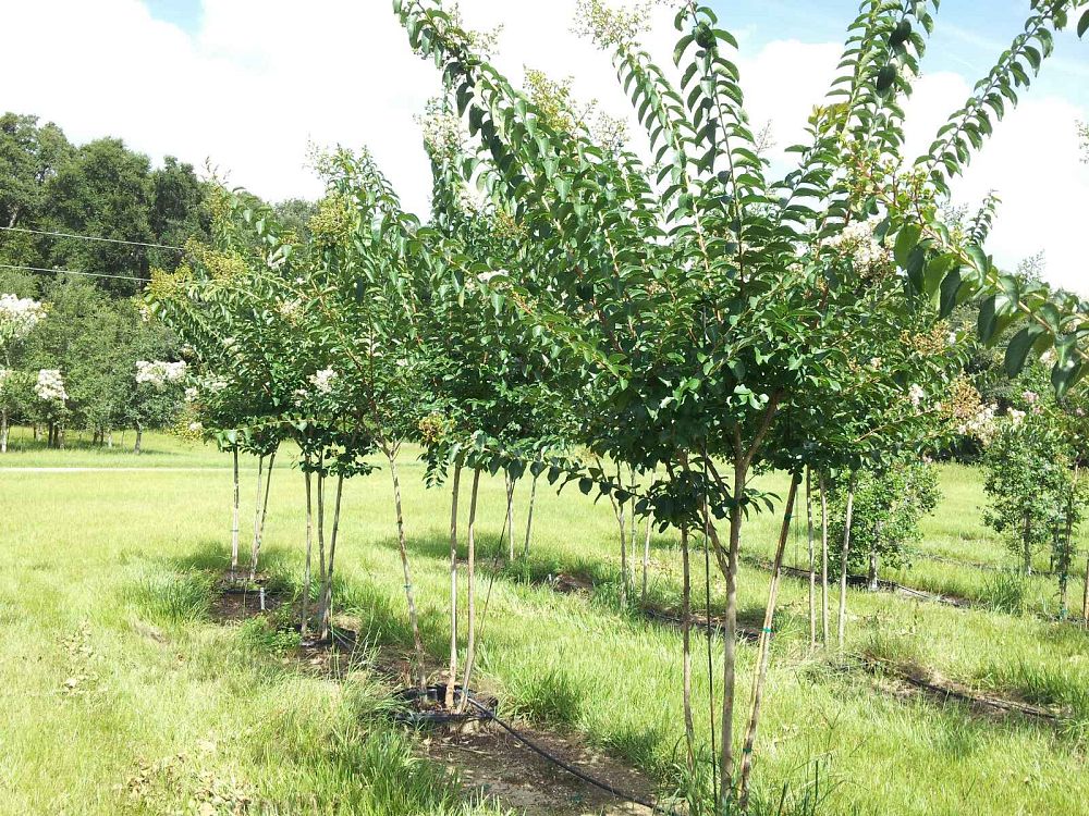 lagerstroemia-fauriei-natchez-japanese-crape-myrtle