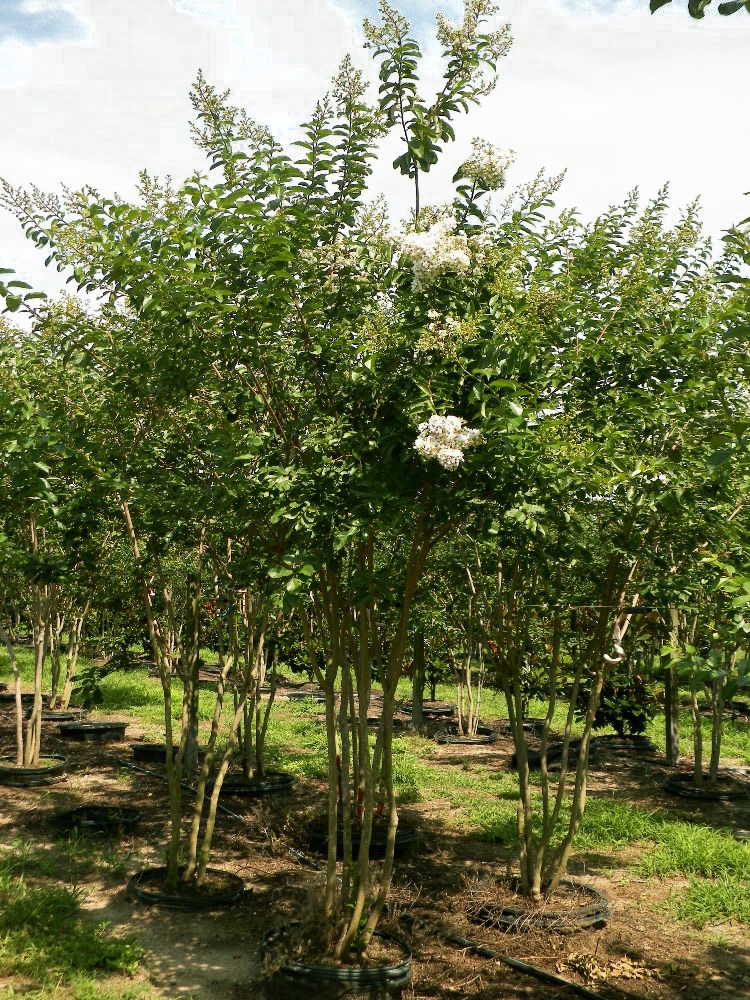 lagerstroemia-fauriei-natchez-japanese-crape-myrtle