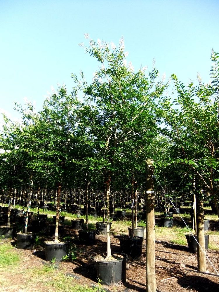 lagerstroemia-fauriei-natchez-japanese-crape-myrtle