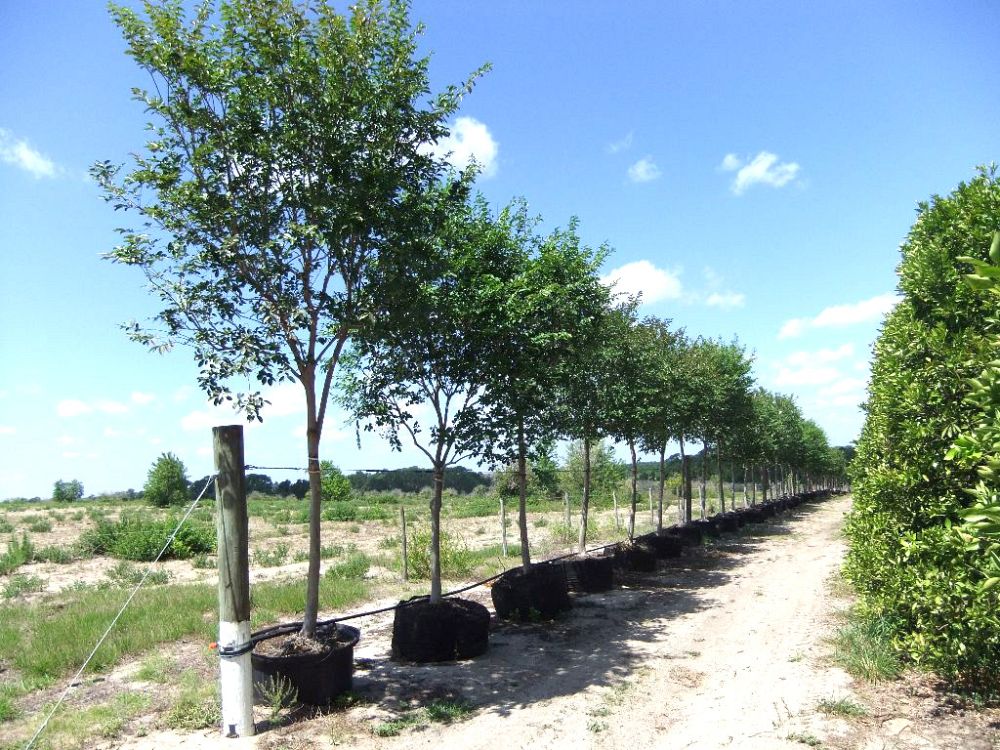 lagerstroemia-fauriei-natchez-japanese-crape-myrtle
