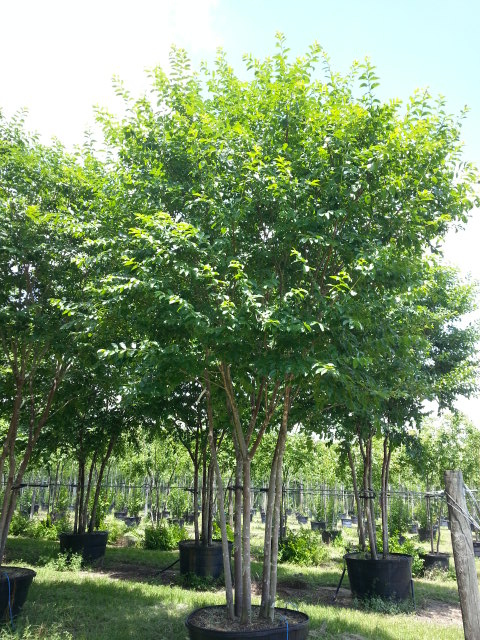 lagerstroemia-fauriei-natchez-japanese-crape-myrtle