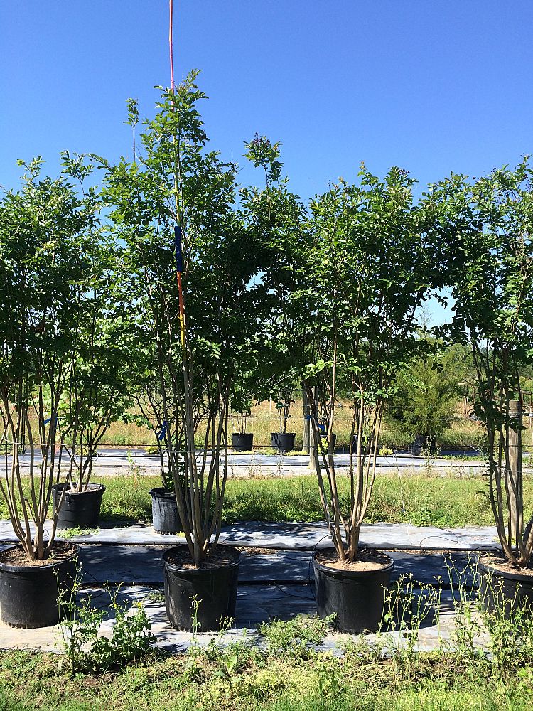 lagerstroemia-fauriei-natchez-japanese-crape-myrtle