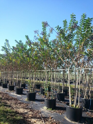lagerstroemia-fauriei-natchez-japanese-crape-myrtle