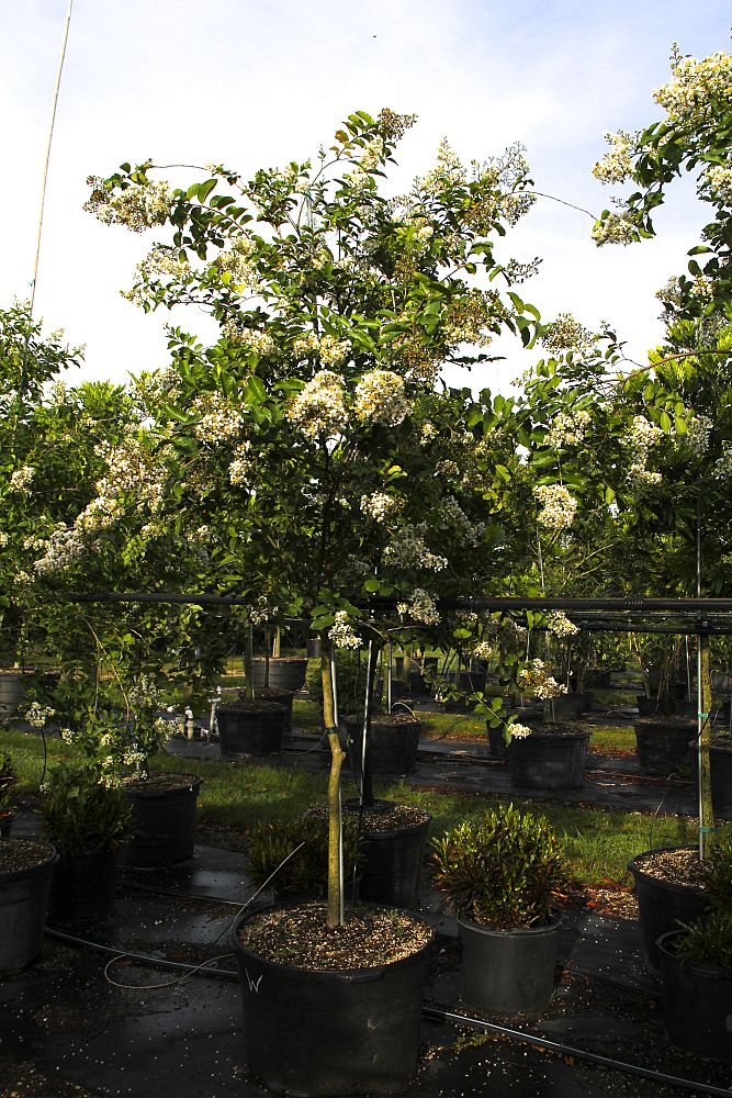 lagerstroemia-fauriei-natchez-japanese-crape-myrtle