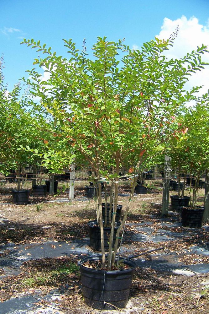 lagerstroemia-fauriei-natchez-japanese-crape-myrtle