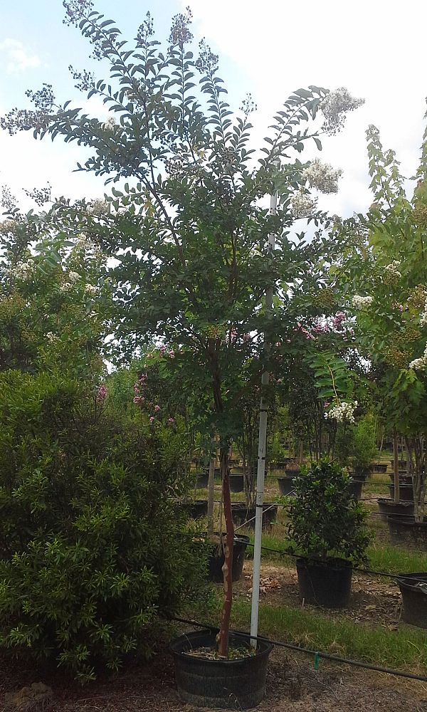 lagerstroemia-fauriei-natchez-japanese-crape-myrtle