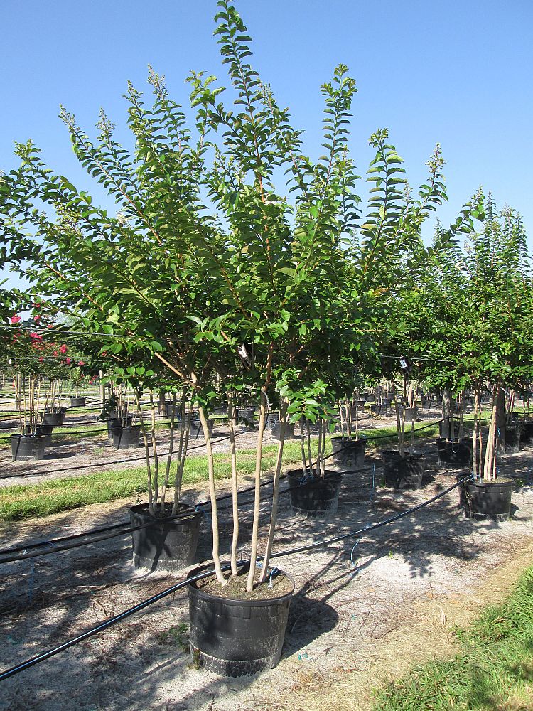 lagerstroemia-fauriei-natchez-japanese-crape-myrtle