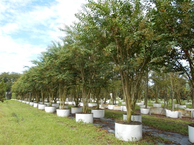 lagerstroemia-fauriei-natchez-japanese-crape-myrtle