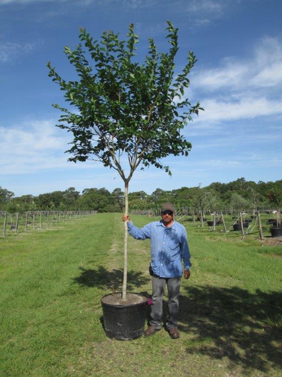 lagerstroemia-fauriei-natchez-japanese-crape-myrtle
