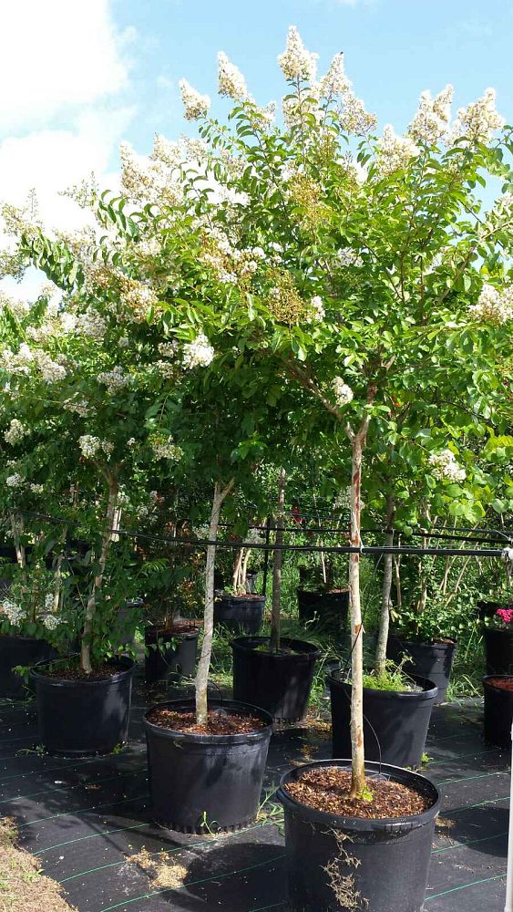 lagerstroemia-fauriei-natchez-japanese-crape-myrtle
