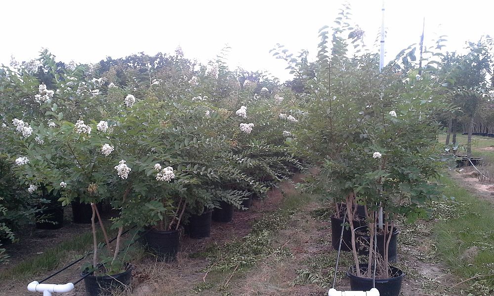 lagerstroemia-fauriei-natchez-japanese-crape-myrtle