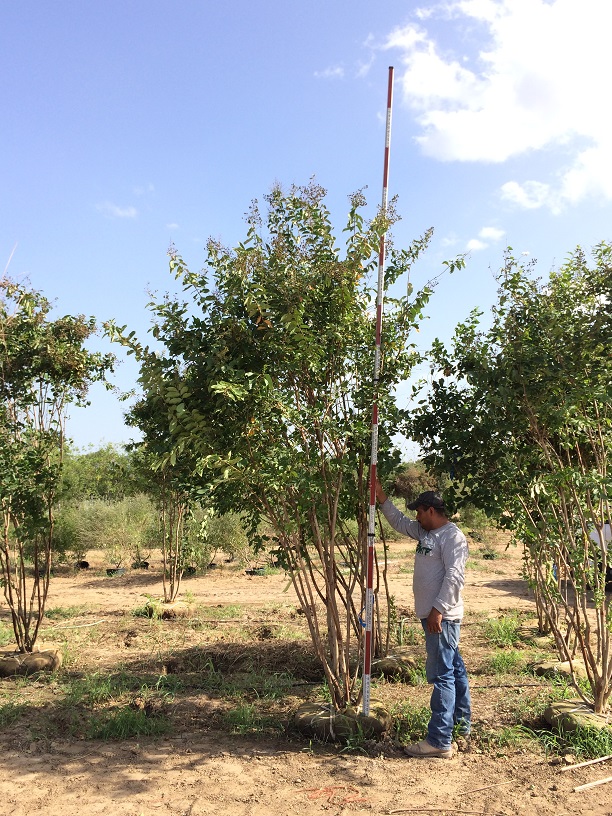 lagerstroemia-fauriei-natchez-japanese-crape-myrtle