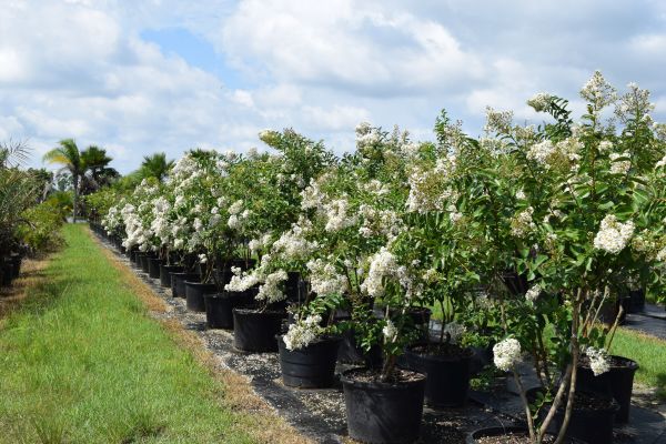 lagerstroemia-fauriei-natchez-japanese-crape-myrtle