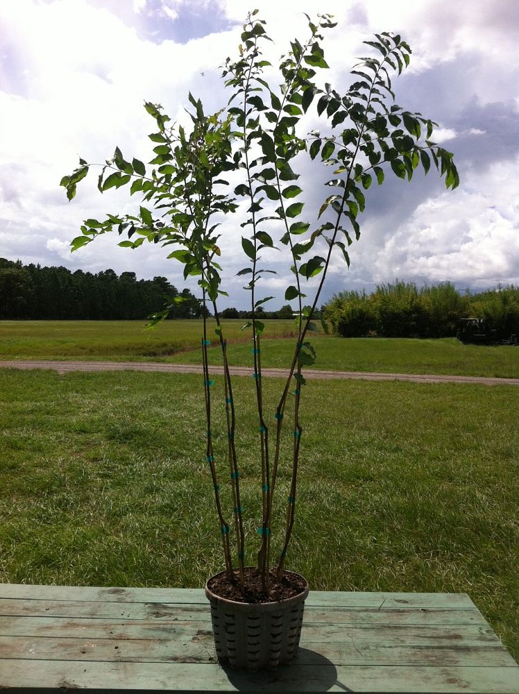 lagerstroemia-fauriei-natchez-japanese-crape-myrtle