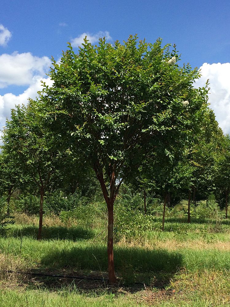 lagerstroemia-fauriei-natchez-japanese-crape-myrtle