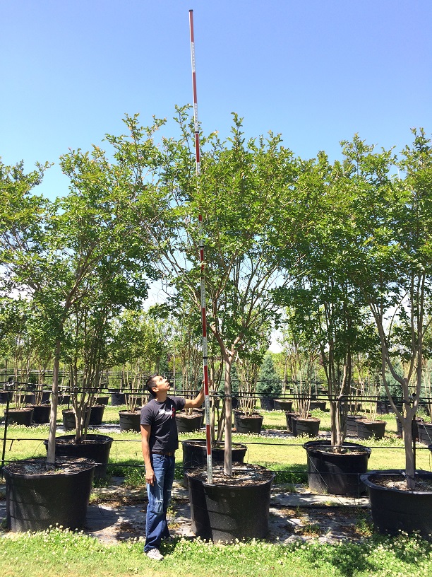 lagerstroemia-fauriei-natchez-japanese-crape-myrtle