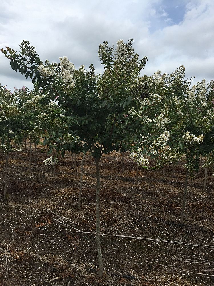 lagerstroemia-fauriei-natchez-japanese-crape-myrtle