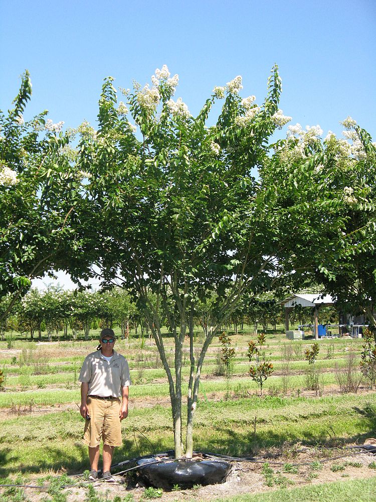 lagerstroemia-fauriei-natchez-japanese-crape-myrtle