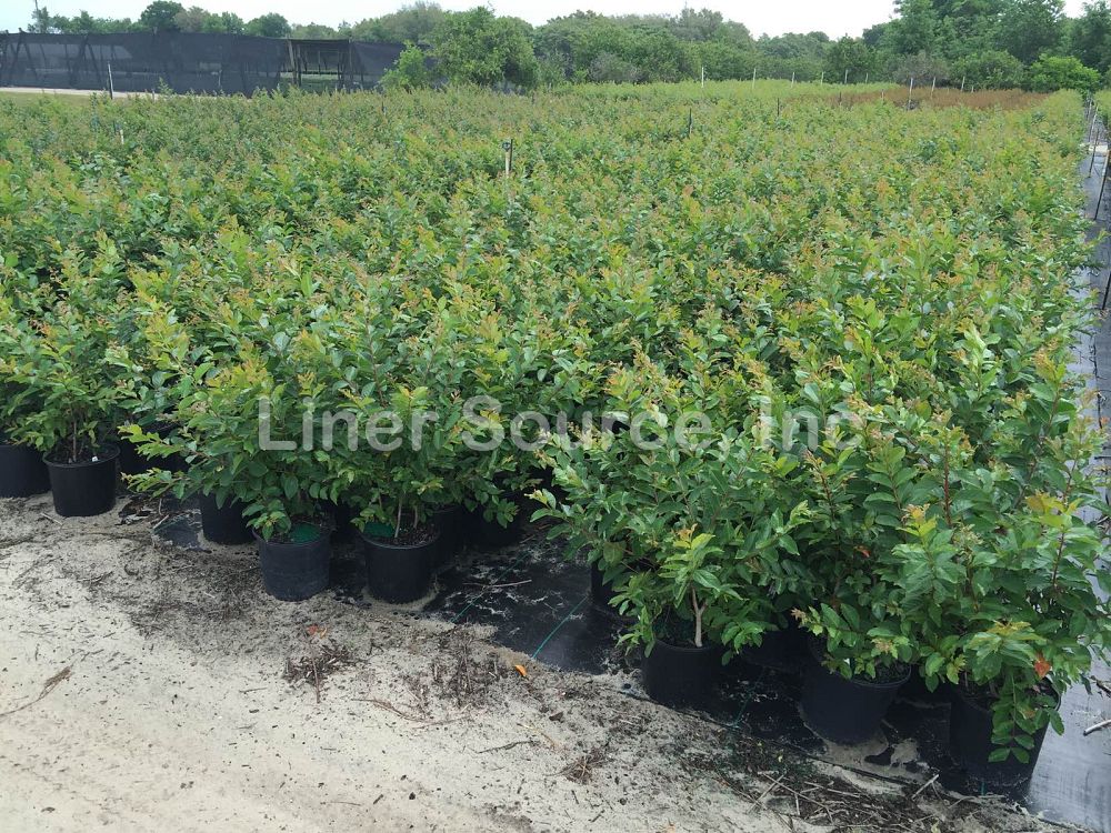 lagerstroemia-fauriei-natchez-japanese-crape-myrtle