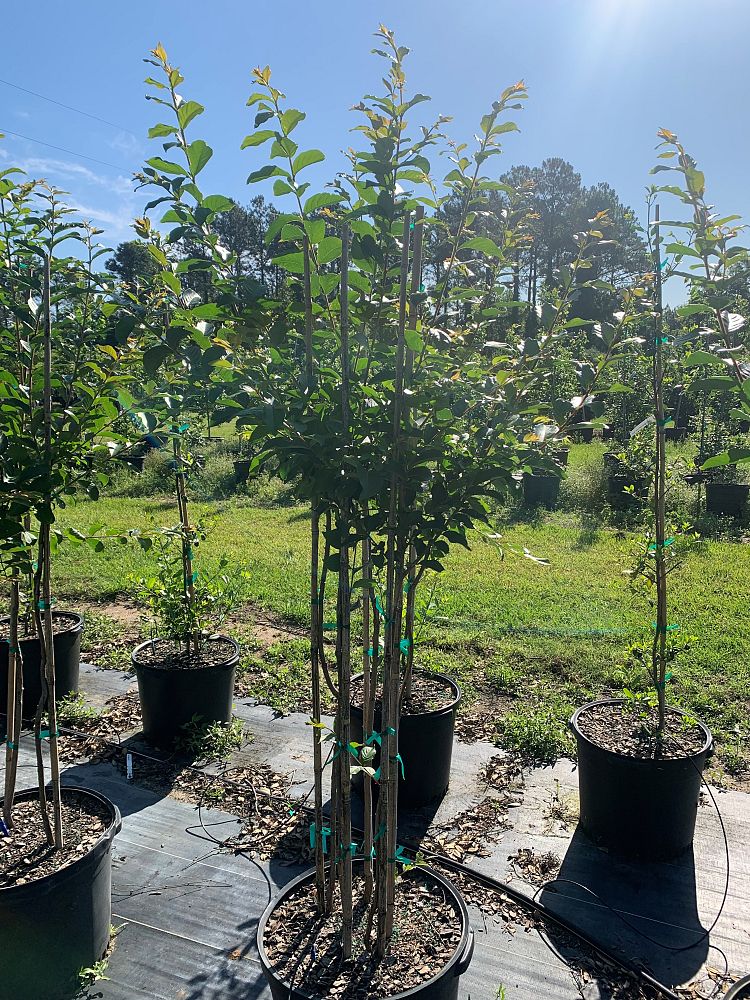 lagerstroemia-fauriei-natchez-japanese-crape-myrtle