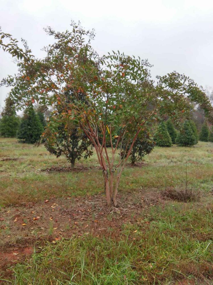 lagerstroemia-fauriei-natchez-japanese-crape-myrtle